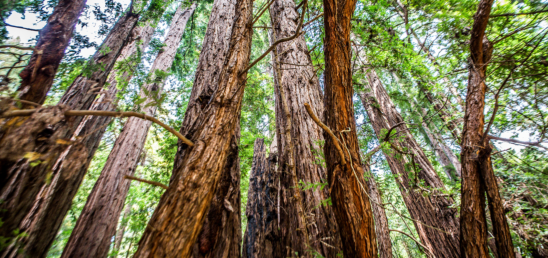 Muir Woods